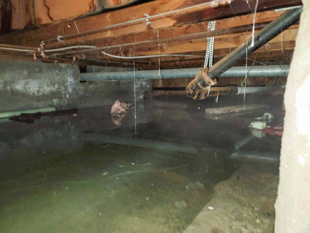Best Flood restoration services  in Pikesville, MD